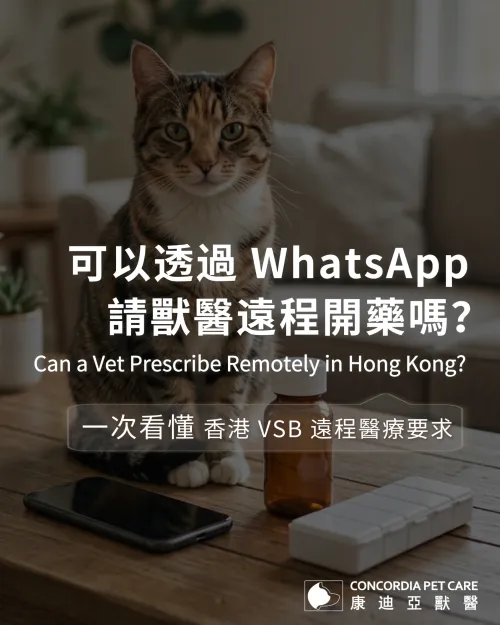 Can a Vet Prescribe via WhatsApp in Hong Kong?
